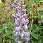 Lupinus formosus Flor