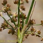 Juncus subnodulosus 果實