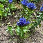 Gentiana septemfida फूल