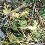 Calocedrus decurrens Leht