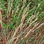 Brachypodium phoenicoides Blomst