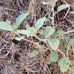 Melhania velutina Leaf