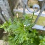 Epilobium roseum Blüte