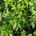 Amsonia tabernaemontana عادت داشتن