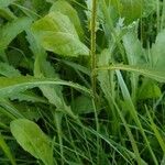 Leucanthemum vulgare Blatt