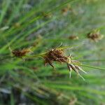 Rhynchospora fusca Flower