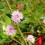 Mimosa albida Flower