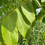 Juglans cinerea Blad