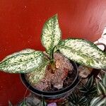 Aglaonema costatumFoglia
