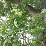 Juglans ailantifolia Hàbitat