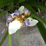 Neomarica northiana Flor