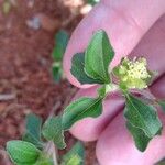 Acanthospermum australe Leaf