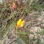 Oenothera longiflora 花