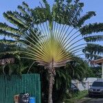 Ravenala madagascariensisपत्ता