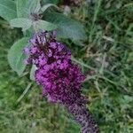 Buddleja davidiiVirág