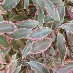 Pittosporum tenuifolium List