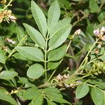 Lonchocarpus lanceolatus Kukka