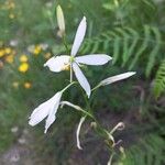 Anthericum liliago花