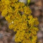 Solidago velutina