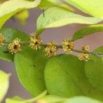 Drypetes gerrardii Flower