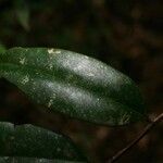 Qualea rosea Hoja