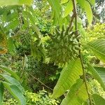 Annona mucosa 果實