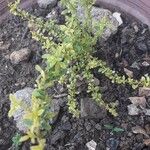 Lippia micromera Кора