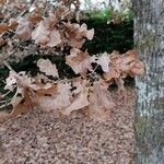 Quercus lusitanica Leaf