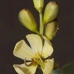 Senna alexandrina Feuille