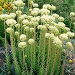 Sedum sediforme Flor