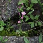 Centaurium pulchellum 花