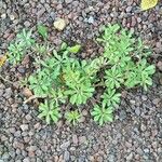 Cleome chelidonii Feuille