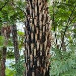 Dicksonia antarctica 樹皮