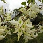 Arthroclianthus angustifolius Flower