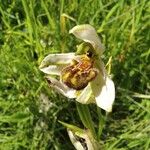 Ophrys apifera Kukka