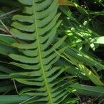 Blechnum spicant Hostoa