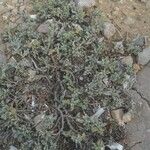 Artemisia caerulescens Hábito