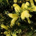 Acacia oxycedrus Квітка