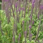 Teucrium hircanicum Flower