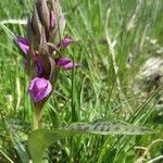 Dactylorhiza majalis Libunga
