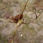 Cyperus capitatus Fruit