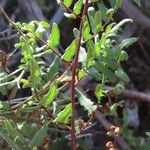 Pellaea viridis Blatt
