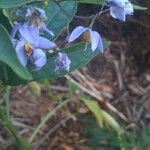 Solanum seaforthianum Kvet