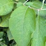 Iochroma cyaneum Blad