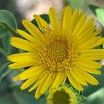 Inula spiraeifolia Flower