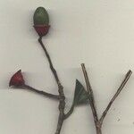Ocotea dendrodaphne Otro