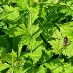 Geum urbanum Leaf