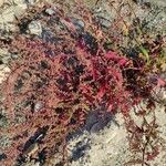 Dysphania botrys Mbuma