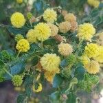 Acacia paradoxa Flor