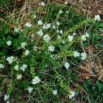 Berteroa incana Habit